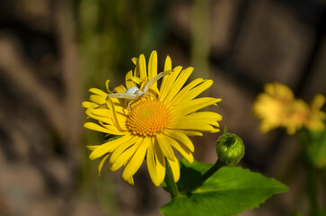 spider on a yellow flower