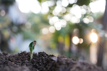 small growing sprout, backyard home garden with bokeh light