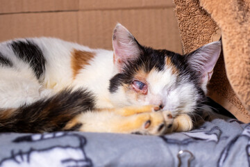 A calico cat is comfortably laying on a bed with its eyes peacefully closed