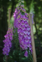Foxgloves © Washington