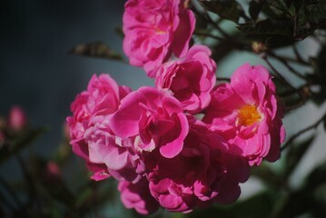 Fototapeta premium Bouquet of Begonias
