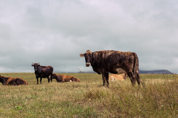 Cows grazing green fields in the countryside