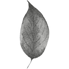 Grunge vintage flowers and leaves en halftones. Aesthetic graphic tattoo. Gothic punk poster.Trendy elements with retro photocopy effect.