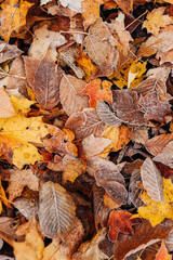 Frosted Leaves