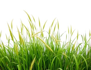 Obraz premium Serene Landscape with Tall Grass Swaying on White Background