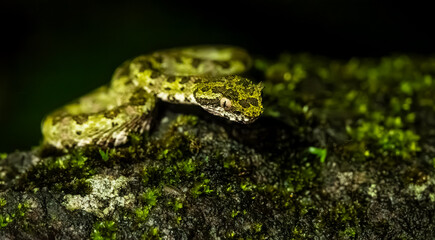 Close Up of a Viper on a Rock at Night in Costa Rican Rain Forest