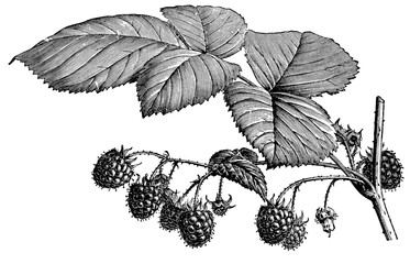 Raspberry Antique Line Art