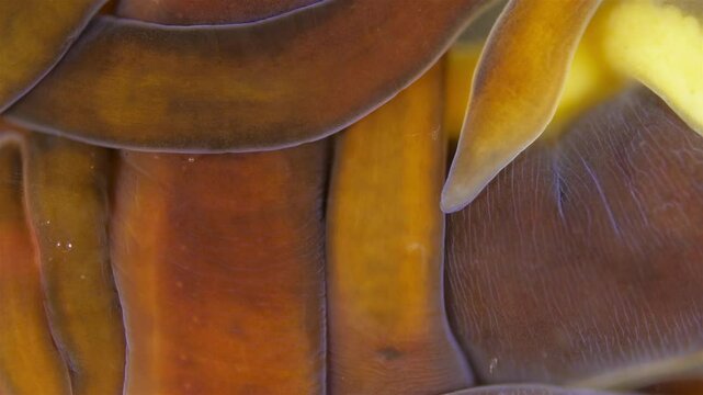 Different Nemertea worms under microscope. Amphiporus lactifloreus, Lineus ruber, Lineus viridis. Predators, tapeworms that secrete large amounts of mucus. White Sea