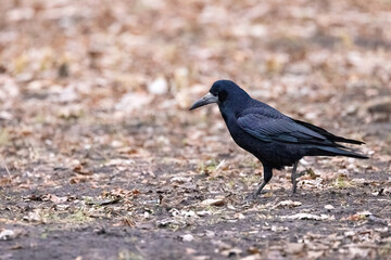 A solitary raven explores the forest floor in search of food during autumn days. Copy space.