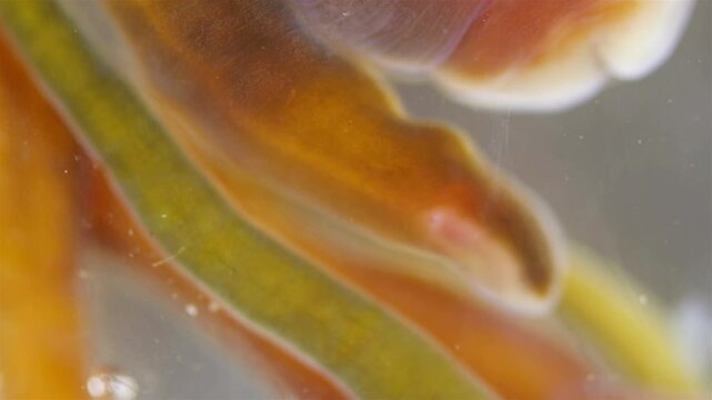 Different Nemertea worms under microscope. Amphiporus lactifloreus, Lineus ruber, Lineus viridis. Predators, tapeworms that secrete large amounts of mucus. White Sea