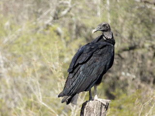 The black vulture