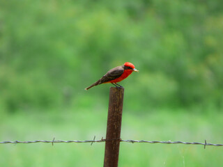 Vermilion Flycatcher