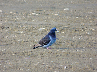 wild pigeon
