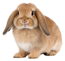 PNG Mammal animal rodent rabbit.