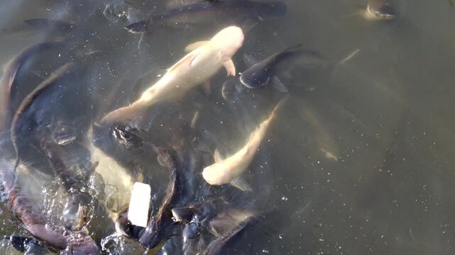 Feeding iridescent sharks, also known as iridescent shark catfish (Pangasianodon hypophthalmus), with bread.