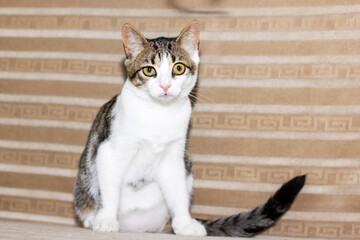 A Playful Tabby Cat Sitting Comfortably on a Soft Beige Background That is Very Cozy and Warm