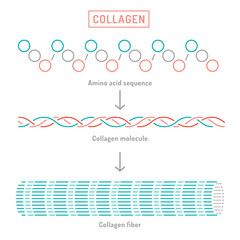 Collagen molecular structure. Connective tissue protein diagram.