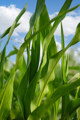 Corn Leaves Against Clear Sky