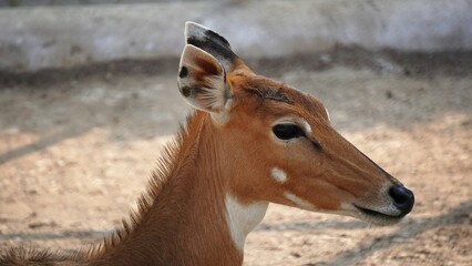 Female Neelgai Shaking Off Flies: A Glimpse of Wildlife Behavior in the Natural Habitat