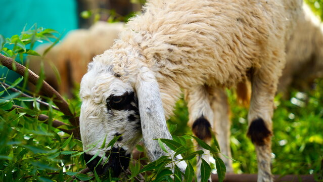 Close-up of a sheep standing in the farm, eating green leaves of neem tree (Azadirachta indica). Young Asian sheep grazing grass on the ground. Flock or herd of village domestic animals