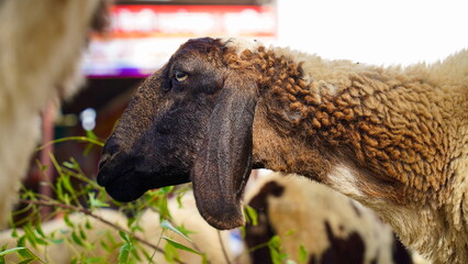 Close up of a sheep grazing green grass in a field, India. Young Asian sheep eating leaves of neem...