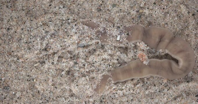 Nemertea worm, genus Cerebratulus sp. close-up, family Lineidae. Predator, feeds on mollusks and small crustaceans... White Sea
