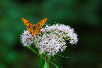 Orange Butterfly on Pink Bloom