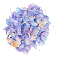 Hand-painted watercolor illustration. A delicate blue hydrangea flower isolated on a white background.