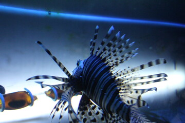 Pterois volitans species of the back. Life in an aquarium