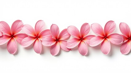 Obraz premium Plumeria flowers are isolated on a white background.