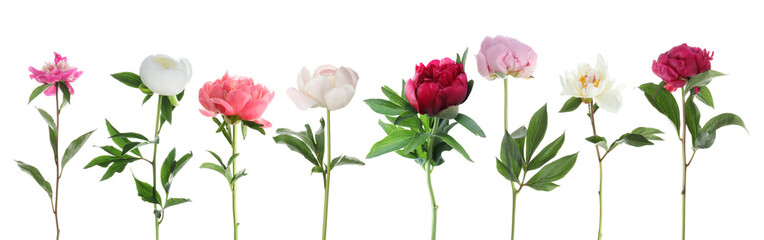 Different beautiful peony flowers in row isolated on white, set