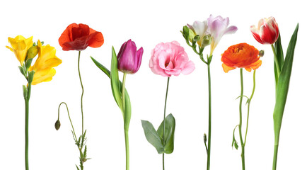Different beautiful flowers in row isolated on white, set