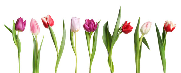 Different beautiful tulip flowers in row isolated on white, set