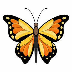 butterfly on white background