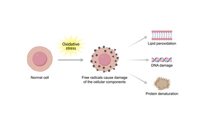 Oxidative stress. Free radicals cause oxidation of the cellular membrane proteins and lipids, and damage of the cellular components. Vector scientific illustration.