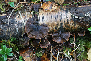 Laxitextum bicolor, crust fungus from Finland, no common English name