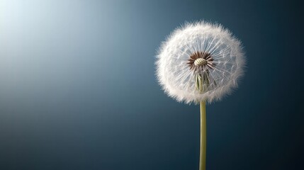 Obraz premium A single dandelion with its delicate seeds intact against a dusky blue backdrop. Ideal for nature-themed designs or backgrounds symbolizing hope and new beginnings.