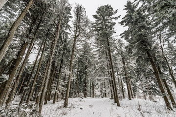 Winter landscape at Fumaiolo mount, Emilia-Romagna, Italy