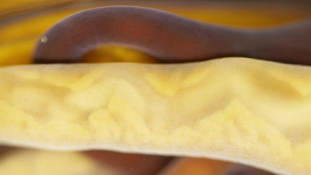 Different Nemertea worms under microscope. Amphiporus lactifloreus, Lineus ruber, Lineus viridis. Predators, tapeworms that secrete large amounts of mucus. White Sea