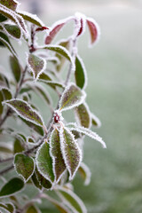 frozen leaves moody nature winter time