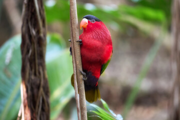 Purple-bellied Lory with Vibrant Red and Green Plumage Perched Gracefully on a Branch in Natural Tropical Light. Ideal for Wildlife Art, Nature Education, and Exotic Bird Conservation Themes.