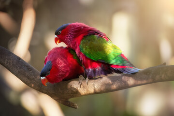 Pair of Purple-bellied Lories (Lorius hypoinochrous) Displaying Vibrant Red, Green, and Purple Plumage Perched on a Branch in Warm Natural Light. Parrot enedemic to Papua New Guinea.