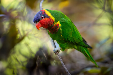 Close-Up of an Ornate Lorikeet (Saudareos ornata), endemic to Sulawesi, Perched on a Branch with Vibrant Green, Red, and Yellow Plumage. Perfect for Nature Publications and Educational Content.