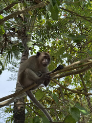 Monkey perched on a branch among lush greenery in a tropical forest during daylight