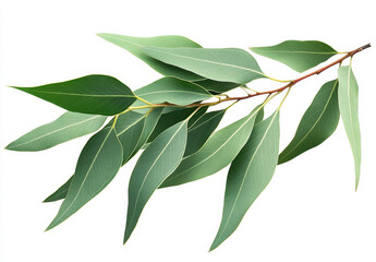 A branch of fresh eucalyptus leaves displays bright green hues and distinctive shapes. The leaves are arranged elegantly, emphasizing their texture and natural beauty in soft light.