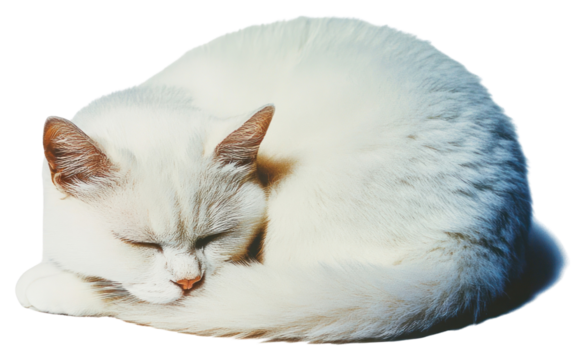 PNG Photography glitter white cat animal sleeping peaceful.
