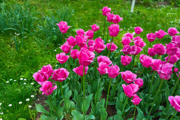 Summer colors in the Botanical Garden of Bucharest