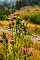 Beautiful wildflowers on a meadow. Beautiful nature landscape