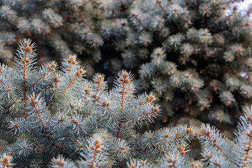 Green Christmas tree in a park. Detail of pine or conifer leaves