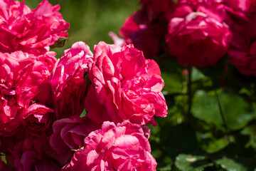 Spring colors in the Botanical Garden of Bucharest